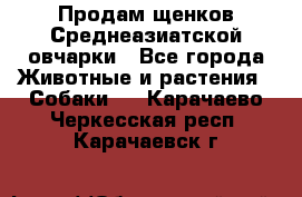 Продам щенков Среднеазиатской овчарки - Все города Животные и растения » Собаки   . Карачаево-Черкесская респ.,Карачаевск г.